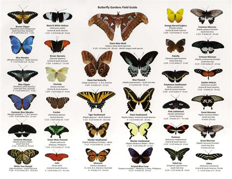 butterfly wings nearby|different types of butterfly wings.